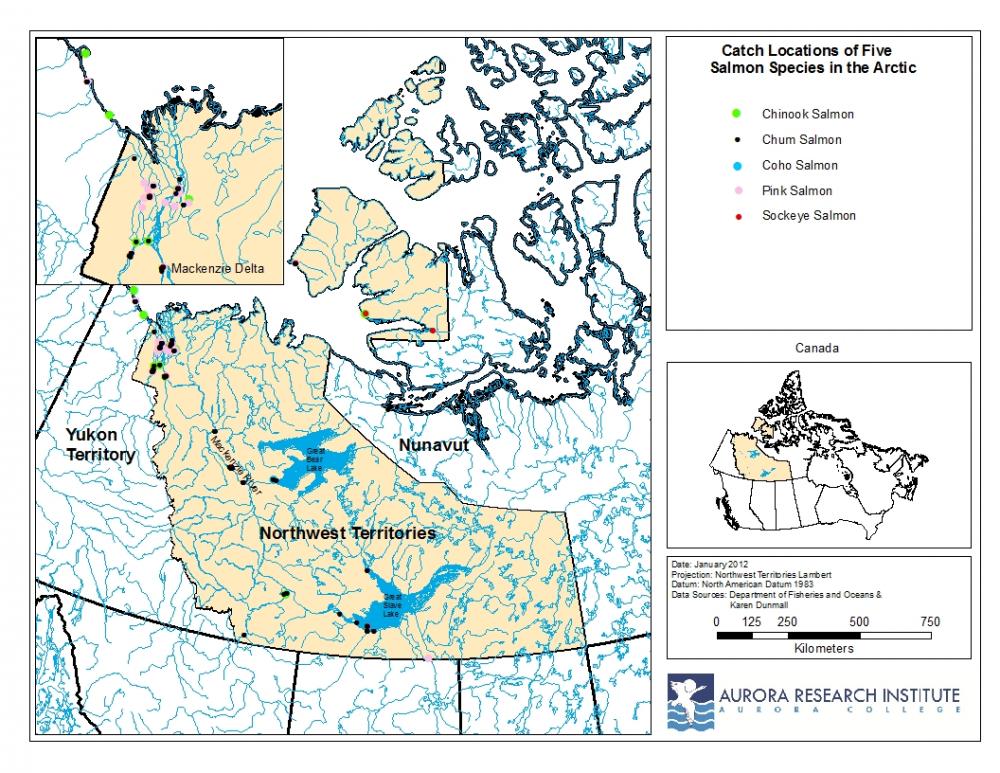 Arctic salmon species location map