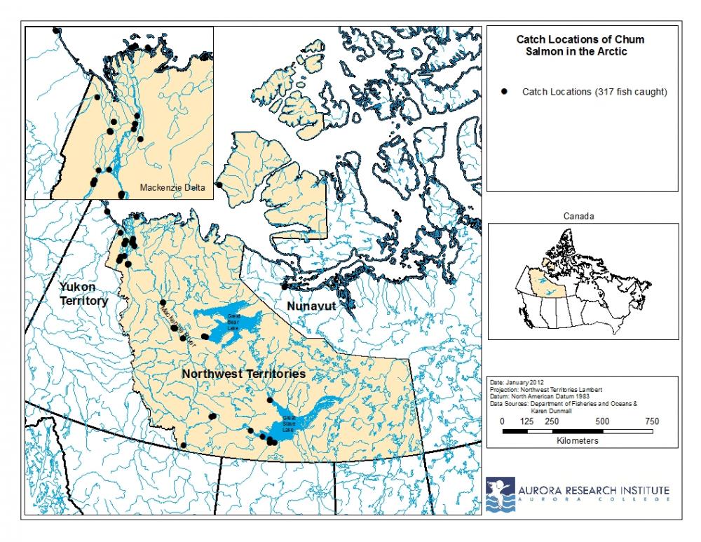 Chum salmon location map
