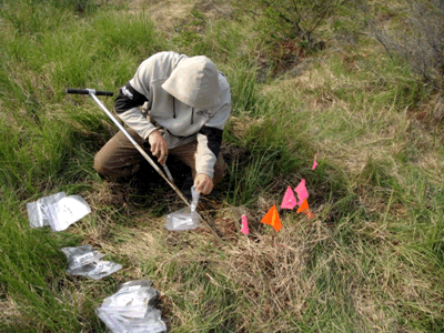 CIMP vegetation count