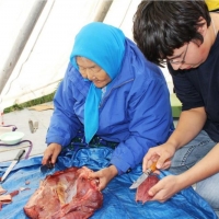 Brandon Zoe cutting meat with Elder at Tundra Science and Culture Camp. Summer 2013.