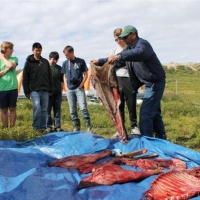 Izaak and Brandon with group observing caribou butchering by Elder Archie Wetrade. Summer 2013.