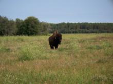 Curious Wood Bison in Sweetgrass, WBNP 2010