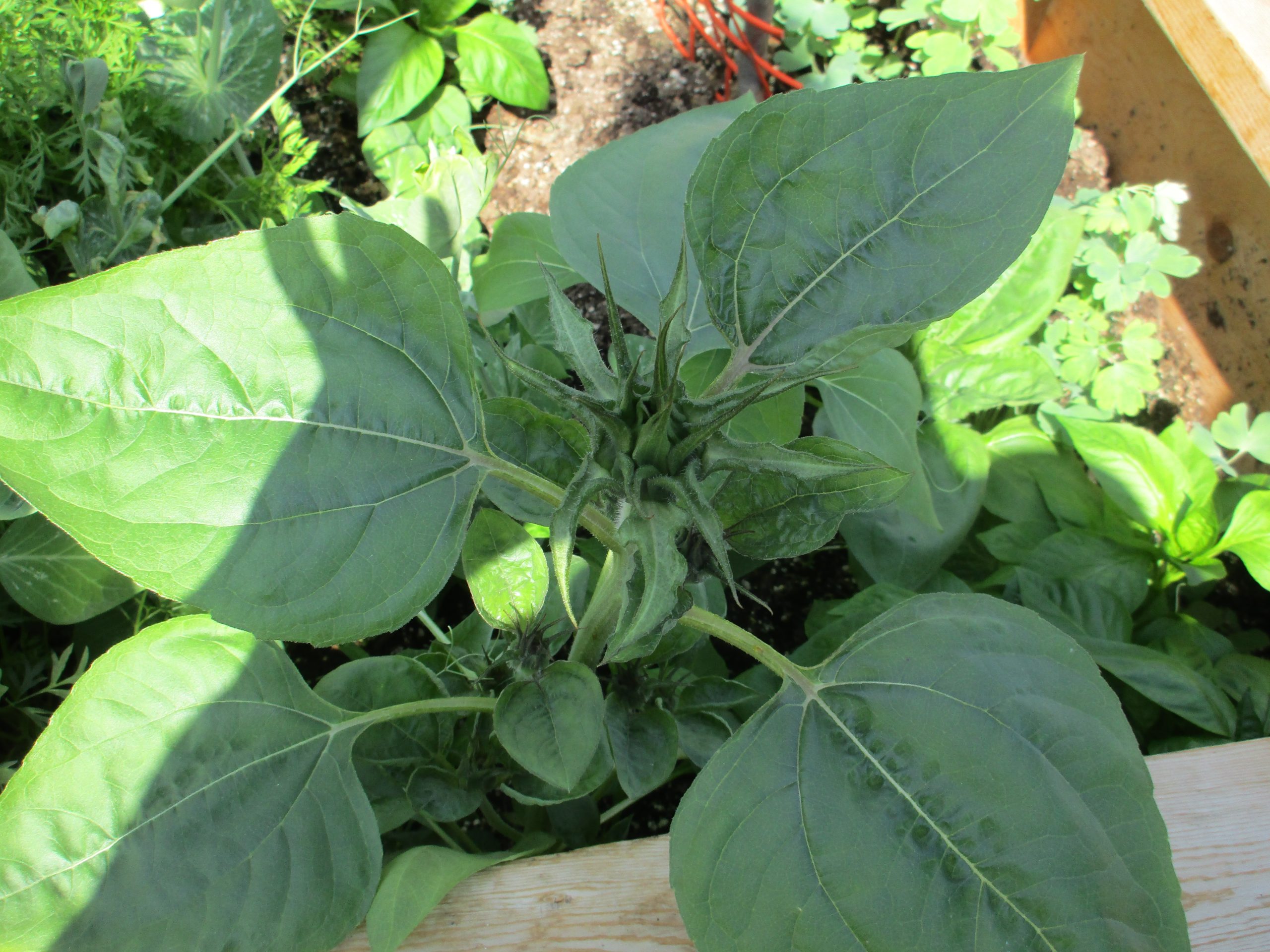 NWT CanGrow Greenhouse Feasibility Study