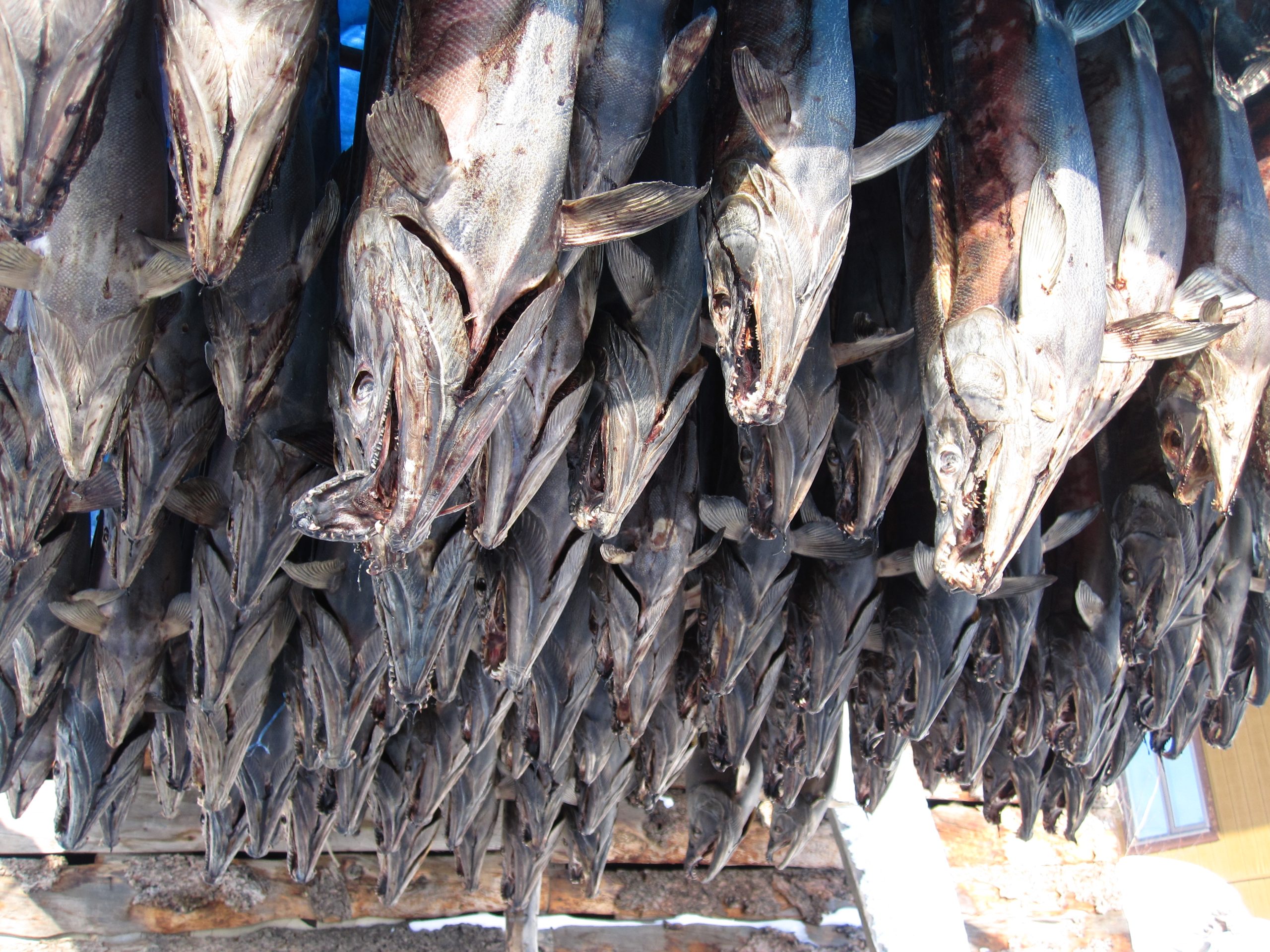 johnny_charlie_ski-doo_trip_2011_084