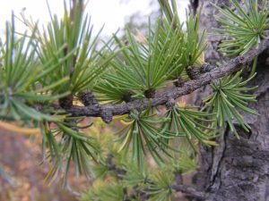 tamarack_0